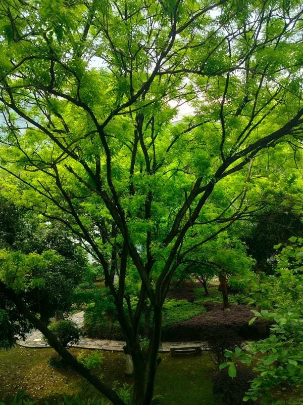 ảnh trường học xanh 3