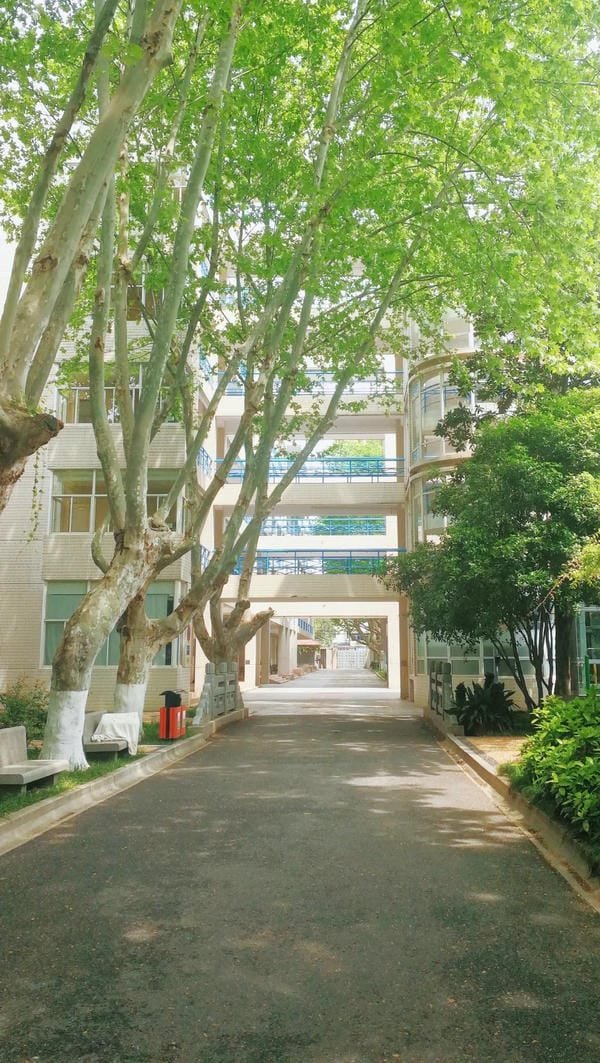 ảnh trường học xanh 5