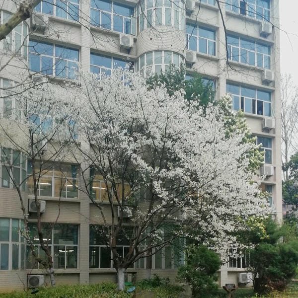 ảnh trường học xanh 6