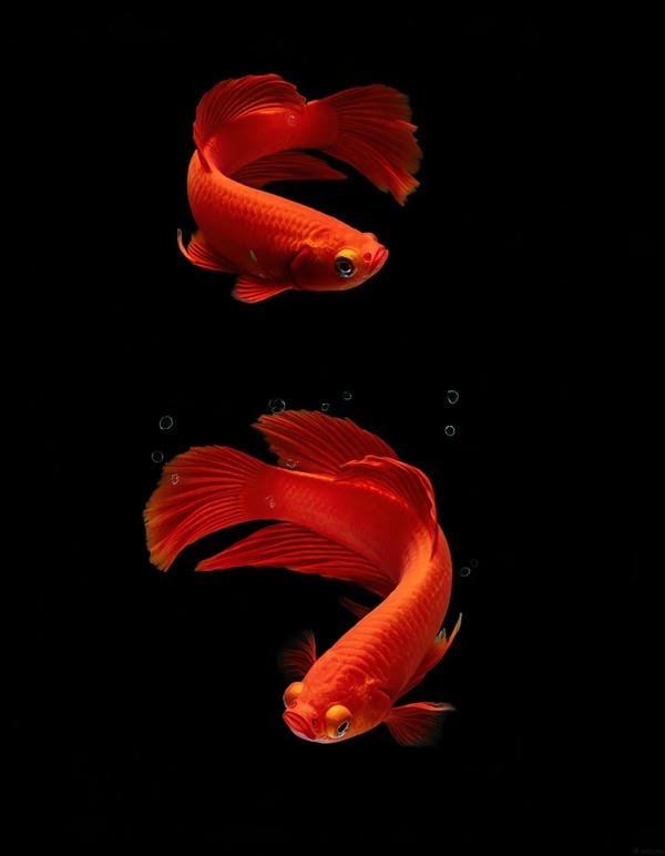 hình ảnh con cá vàng 28