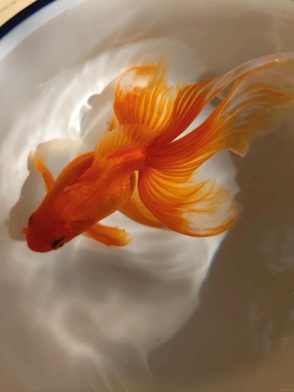 hình ảnh con cá vàng 6