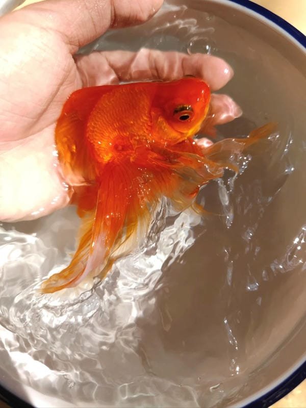 hình ảnh con cá vàng 7
