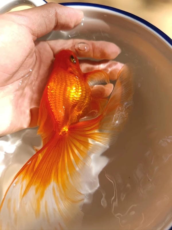hình ảnh con cá vàng 8
