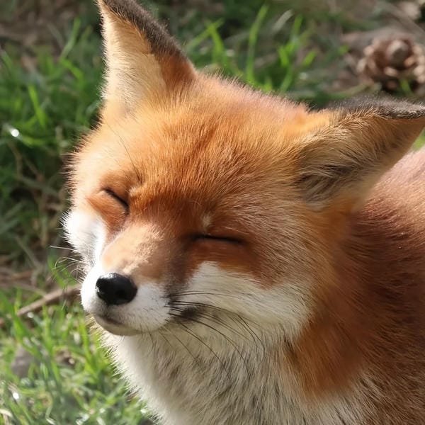 hình ảnh con cáo cute 13