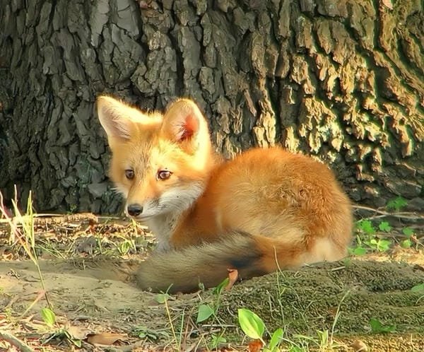 hình ảnh con cáo cute 14