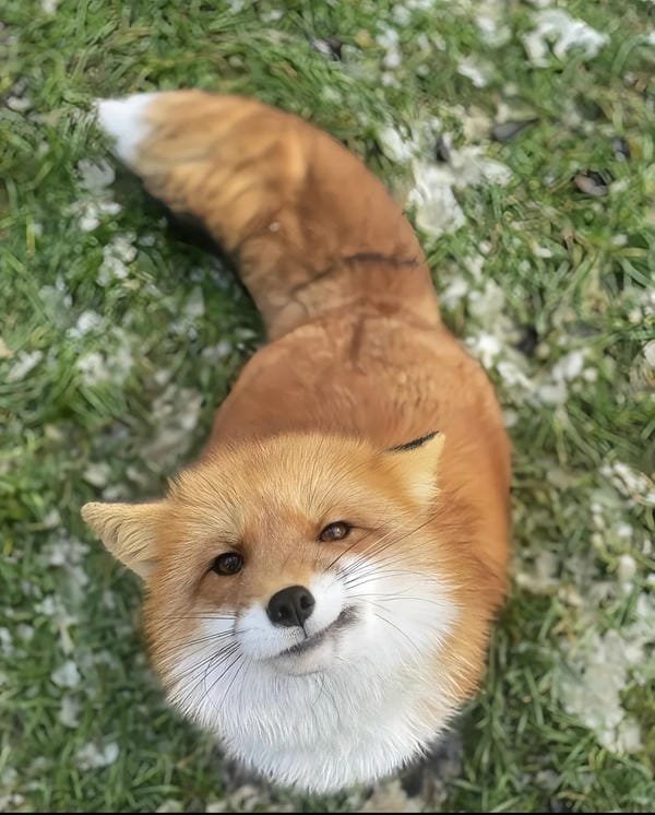 hình ảnh con cáo cute 15