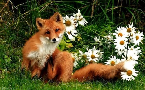 hình ảnh con cáo cute 16