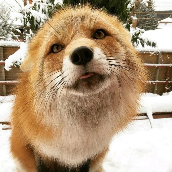 hình ảnh con cáo cute 2