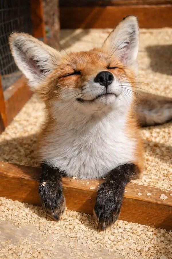 hình ảnh con cáo cute 20
