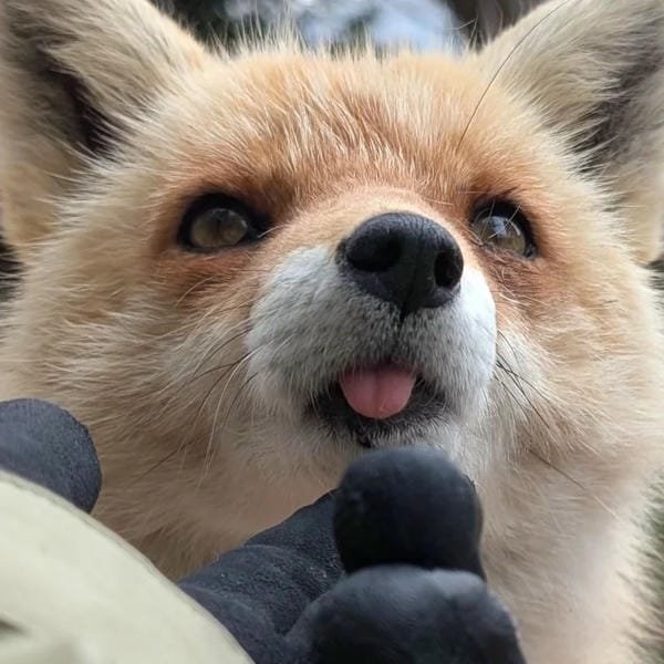 hình ảnh con cáo cute 4