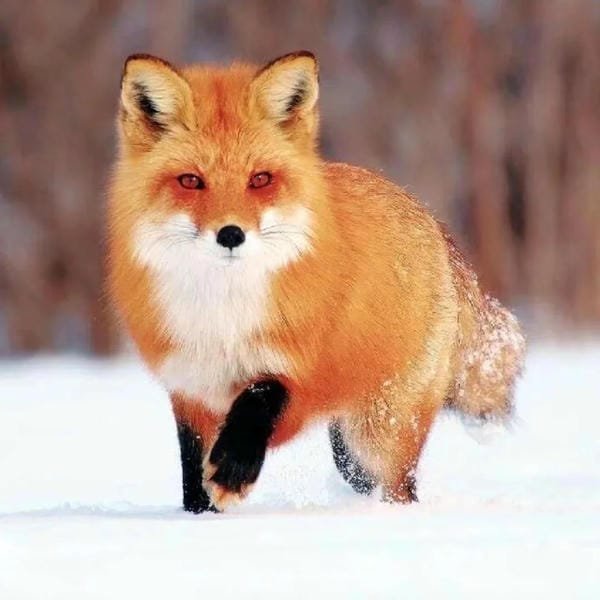 hình ảnh con cáo cute 42