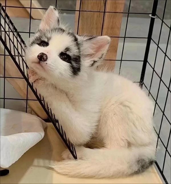hình ảnh con cáo cute 47