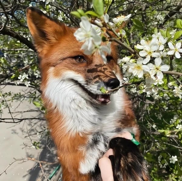 hình ảnh con cáo cute 9