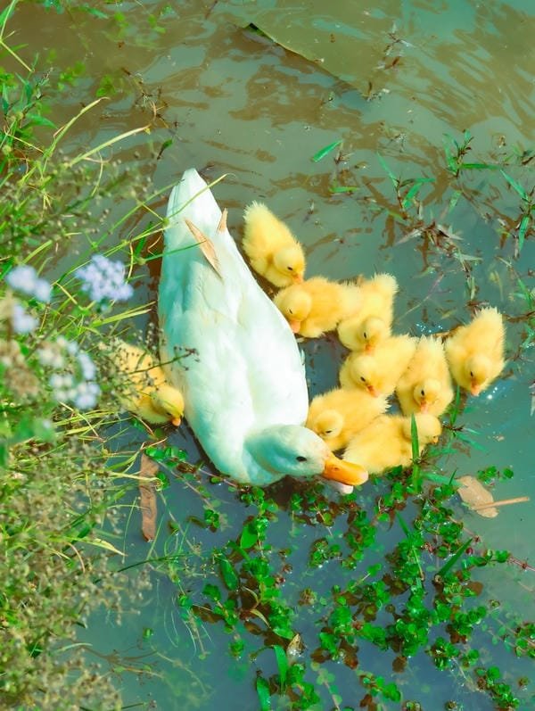 hình ảnh con vịt 33