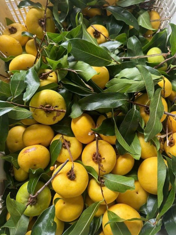 hình ảnh quả thị đẹp 1