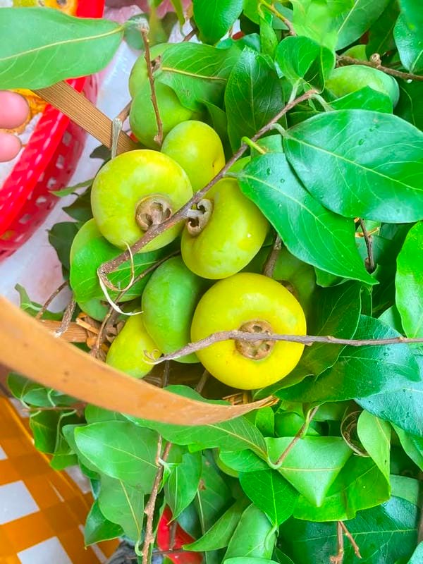 hình ảnh quả thị đẹp 12