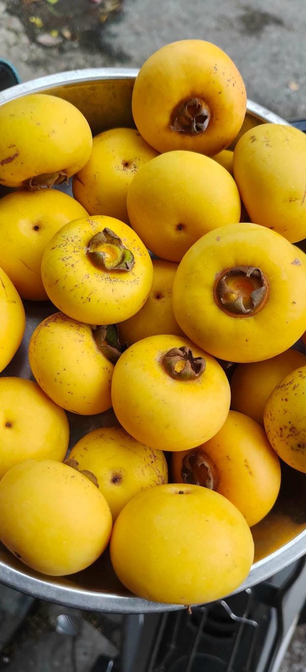 hình ảnh quả thị đẹp 13