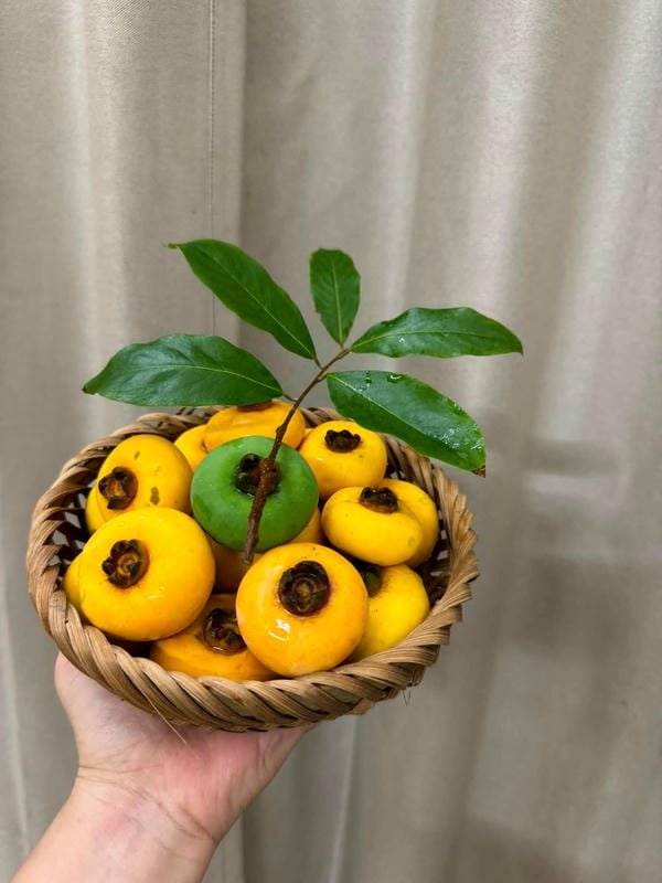 hình ảnh quả thị đẹp 15
