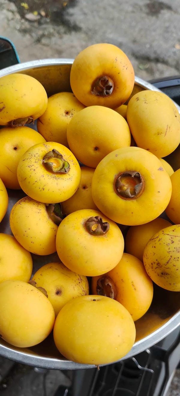 hình ảnh quả thị đẹp 16