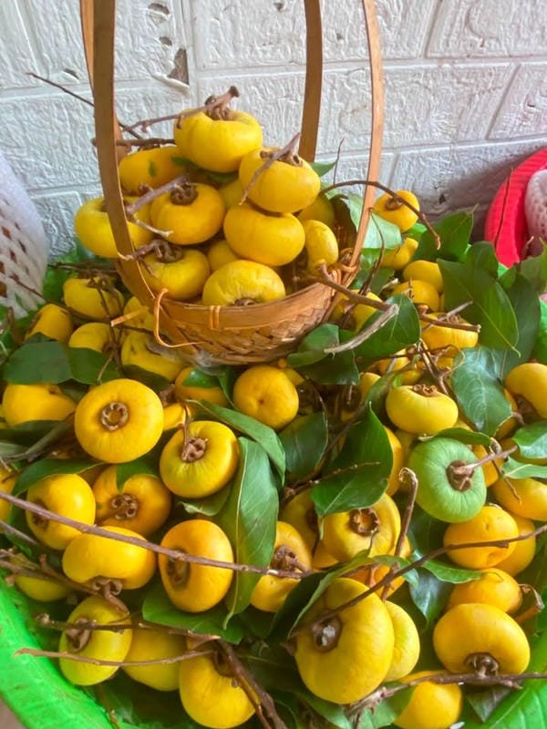 hình ảnh quả thị đẹp 17
