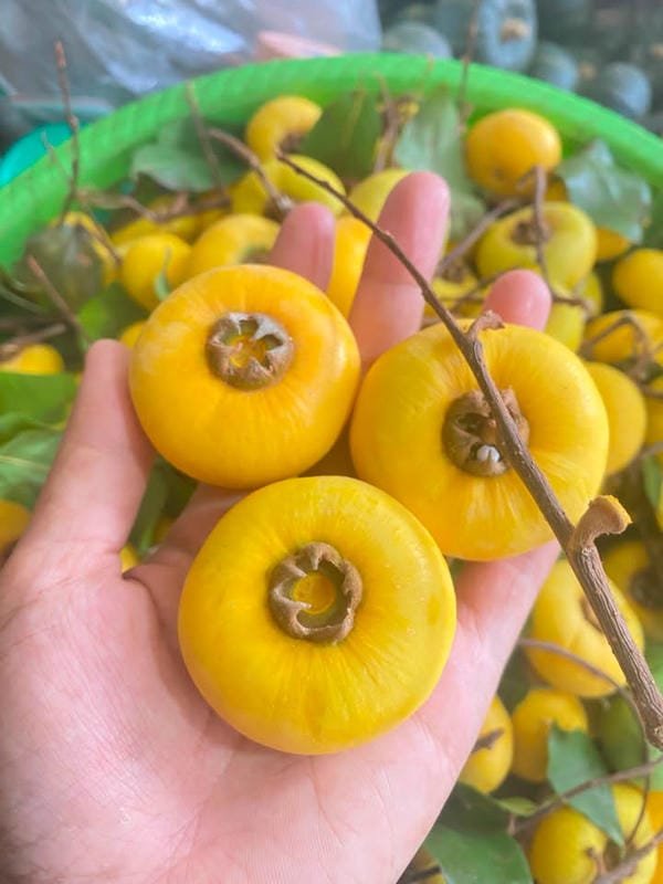 hình ảnh quả thị đẹp 18