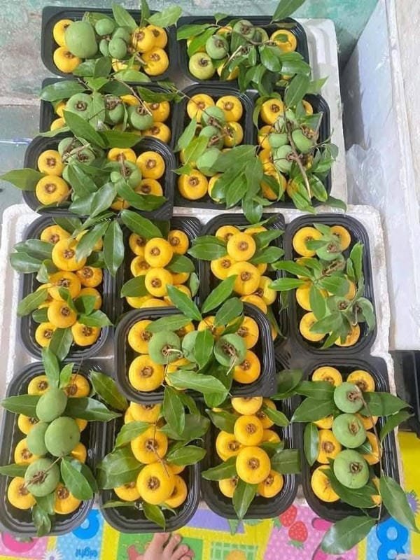 hình ảnh quả thị đẹp 2