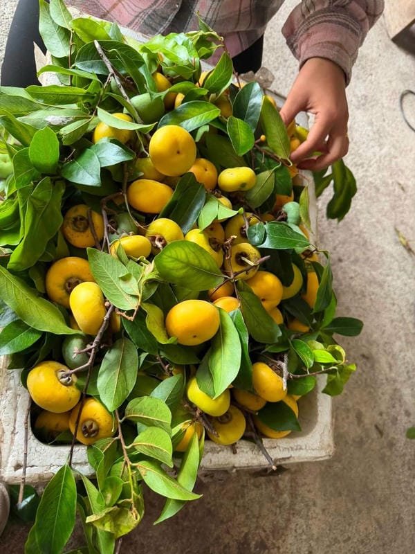 hình ảnh quả thị đẹp 20