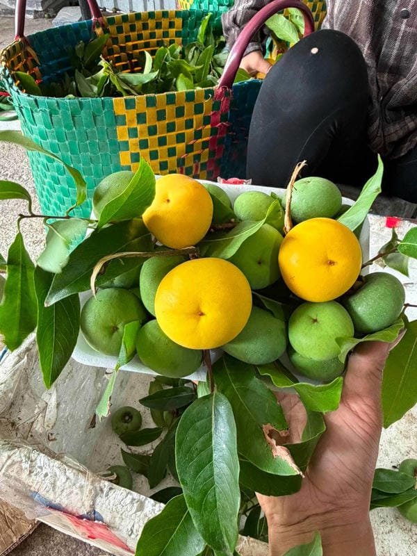 hình ảnh quả thị đẹp 21