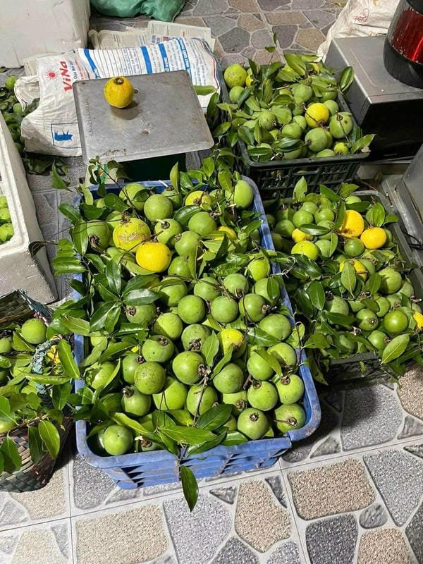 hình ảnh quả thị đẹp 23