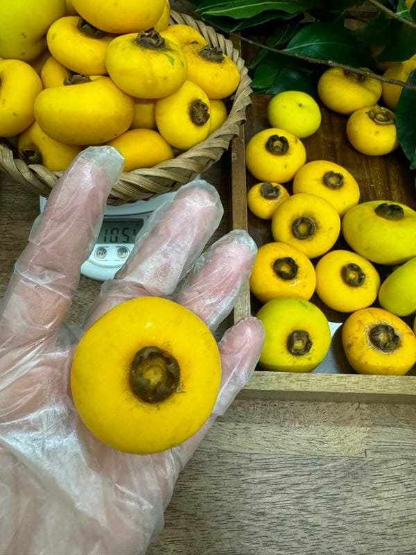 hình ảnh quả thị đẹp 25