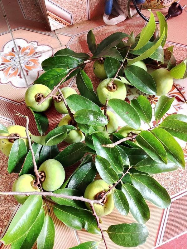 hình ảnh quả thị đẹp 27