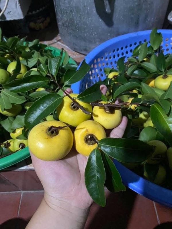 hình ảnh quả thị đẹp 29