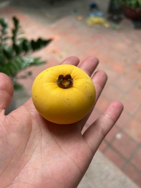 hình ảnh quả thị đẹp 3
