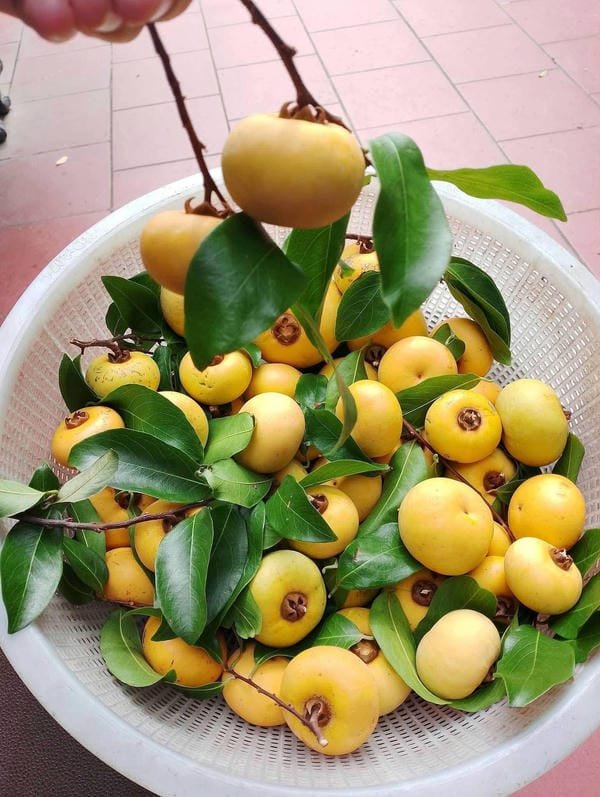 hình ảnh quả thị đẹp 30