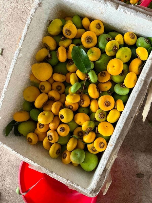 hình ảnh quả thị đẹp 32