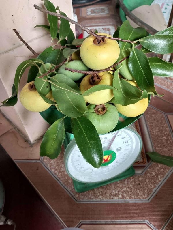 hình ảnh quả thị đẹp 34