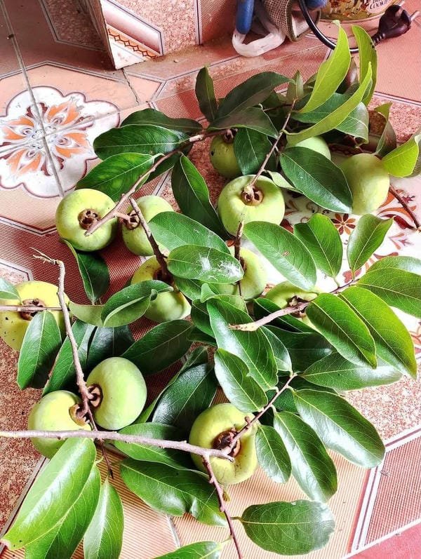 hình ảnh quả thị đẹp 36