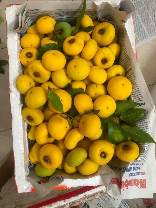 hình ảnh quả thị đẹp 37