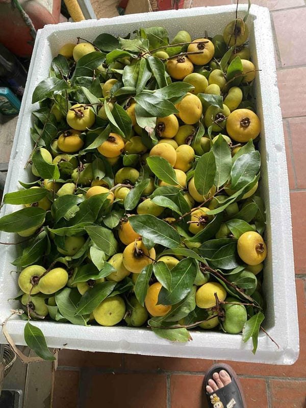 hình ảnh quả thị đẹp 6