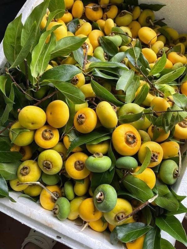 hình ảnh quả thị đẹp 7